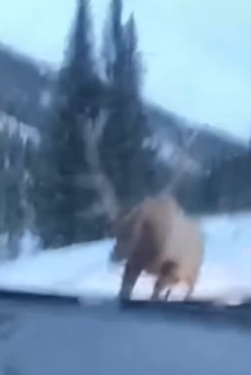 Part2 Animals Rescue #dogrescue #rescuedog #dogsofttiktok #foryoupage #foryou #dogs