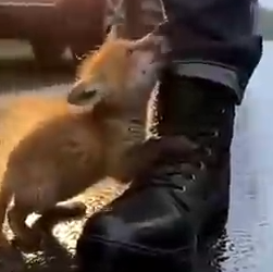 Part2 Animals Rescue #dogrescue #rescuedog #dogsofttiktok #foryoupage #foryou #dogs