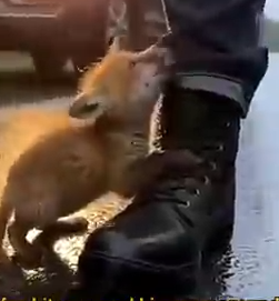 Part2 Animals Rescue #dogrescue #rescuedog #dogsofttiktok #foryoupage #foryou #dogs