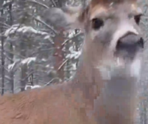 Part2 Animals Rescue #dogrescue #rescuedog #dogsofttiktok #foryoupage #foryou #dogs