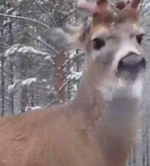 Part2 Animals Rescue #dogrescue #rescuedog #dogsofttiktok #foryoupage #foryou #dogs