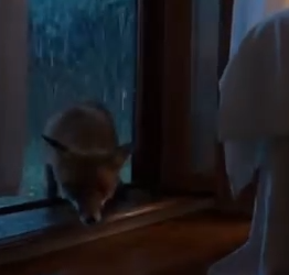 Part2 Animals Rescue #dogrescue #rescuedog #dogsofttiktok #foryoupage #foryou #dogs