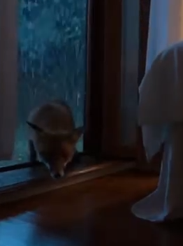 Part2 Animals Rescue #dogrescue #rescuedog #dogsofttiktok #foryoupage #foryou #dogs