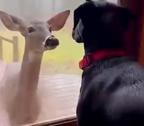 Part2 Animals Rescue #dogrescue #rescuedog #dogsofttiktok #foryoupage #foryou #dogs