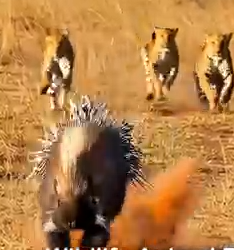 Part2 Animals Rescue #dogrescue #rescuedog #dogsofttiktok #foryoupage #foryou #dogs