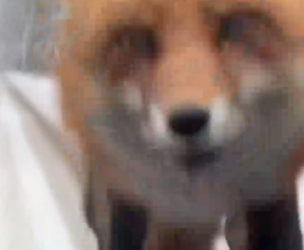 Part2 Animals Rescue #dogrescue #rescuedog #dogsofttiktok #foryoupage #foryou #dogs