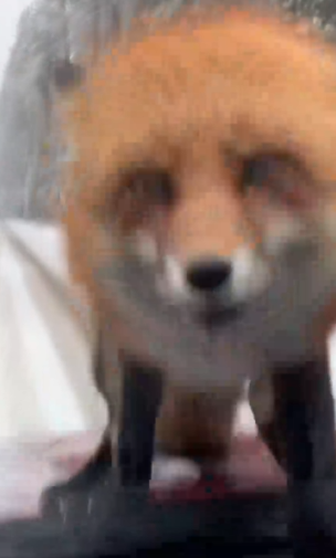 Part2 Animals Rescue #dogrescue #rescuedog #dogsofttiktok #foryoupage #foryou #dogs