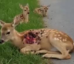 Part2 Animals Rescue #dogrescue #rescuedog #dogsofttiktok #foryoupage #foryou #dogs