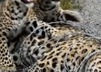 Part2 Animals Rescue #dogrescue #rescuedog #dogsofttiktok #foryoupage #foryou #dogs