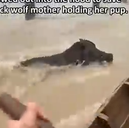 Part2 Animals Rescue #dogrescue #rescuedog #dogsofttiktok #foryoupage #foryou #dogs