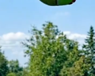 Part2 Animals Rescue #dogrescue #rescuedog #dogsofttiktok #foryoupage #foryou #dogs