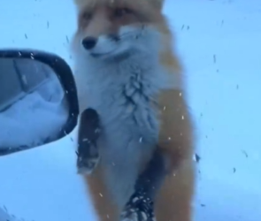 Part2 Animals Rescue #dogrescue #rescuedog #dogsofttiktok #foryoupage #foryou #dogs