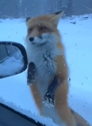 Part2 Animals Rescue #dogrescue #rescuedog #dogsofttiktok #foryoupage #foryou #dogs