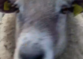 Part2 Animals Rescue #dogrescue #rescuedog #dogsofttiktok #foryoupage #foryou #dogs