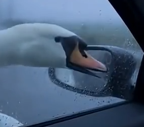 Part2 Animals Rescue #dogrescue #rescuedog #dogsofttiktok #foryoupage #foryou #dogs