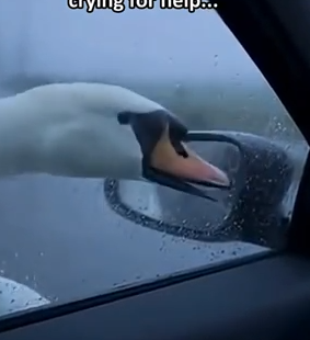 Part2 Animals Rescue #dogrescue #rescuedog #dogsofttiktok #foryoupage #foryou #dogs