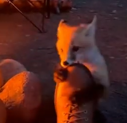 Part2 Animals Rescue #dogrescue #rescuedog #dogsofttiktok #foryoupage #foryou #dogs