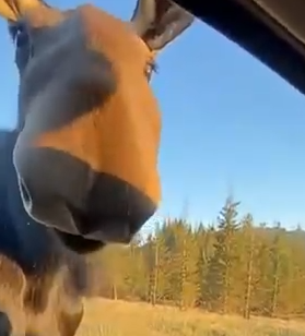 Part2 Animals Rescue #dogrescue #rescuedog #dogsofttiktok #foryoupage #foryou #dogs