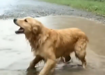 Part2 Animals Rescue #dogrescue #rescuedog #dogsofttiktok #foryoupage #foryou #dogs