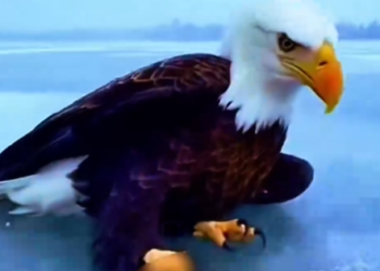 Part2 Animals Rescue #dogrescue #rescuedog #dogsofttiktok #foryoupage #foryou #dogs