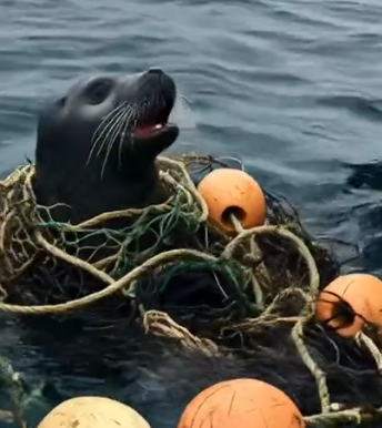 Part2 Animals Rescue #dogrescue #rescuedog #dogsofttiktok #foryoupage #foryou #dogs