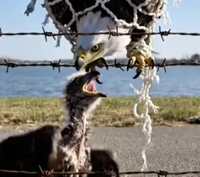 Part2 Animals Rescue #dogrescue #rescuedog #dogsofttiktok #foryoupage #foryou #dogs