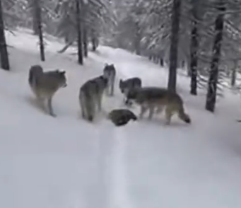 Part2 Animals Rescue #dogrescue #rescuedog #dogsofttiktok #foryoupage #foryou #dogs