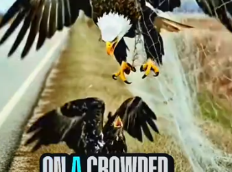 Part2 Animals Rescue #dogrescue #rescuedog #dogsofttiktok #foryoupage #foryou #dogs