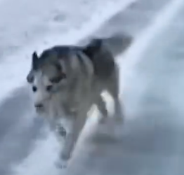 Part2 Animals Rescue #dogrescue #rescuedog #dogsofttiktok #foryoupage #foryou #dogs