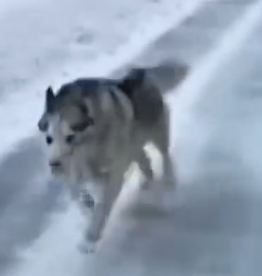 Part2 Animals Rescue #dogrescue #rescuedog #dogsofttiktok #foryoupage #foryou #dogs