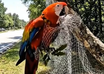 Part2 Animals Rescue #dogrescue #rescuedog #dogsofttiktok #foryoupage #foryou #dogs