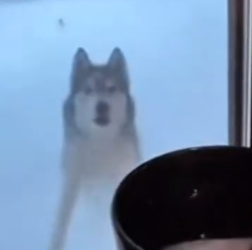 Part2 Animals Rescue #dogrescue #rescuedog #dogsofttiktok #foryoupage #foryou #dogs