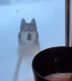 Part2 Animals Rescue #dogrescue #rescuedog #dogsofttiktok #foryoupage #foryou #dogs