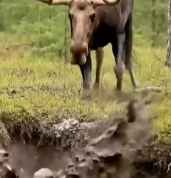 Part2 Animals Rescue #dogrescue #rescuedog #dogsofttiktok #foryoupage #foryou #dogs