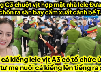 C3 chuột lại nhà lele đưa A3 đi chốn ra sân bay cấm xuất cảnh bế T30,C3 vịt cá A3 ủ tờ có tổ chức