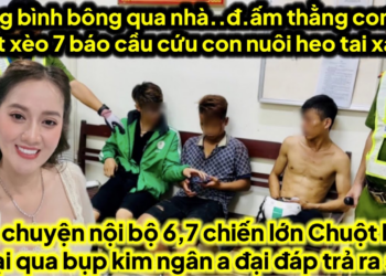  Hứng bình bông qua nhà..đ.ấm con trai bà khọt xèo 7 cầu cứu con nuôi heo tai xanh về gấp cứu 7