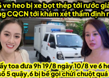 6 ve heo bị bế lên đồn giả CQCN 9h 19/8 toà xuống mới được thẩm định 10/8 đã qua quậy bế gấp ra sao
